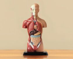 Human anatomy display on wooden table