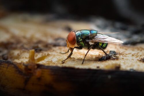 Green housefly using its labellum to suck banana meat - Entomology Jobs Profile