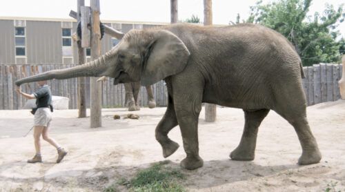 Trainer pulling trunk of elephant