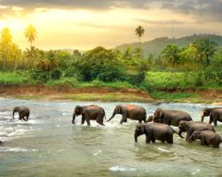 Elephants in river