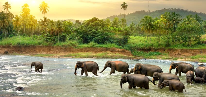 Elephants in river