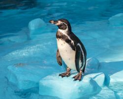 Humboldt penguin