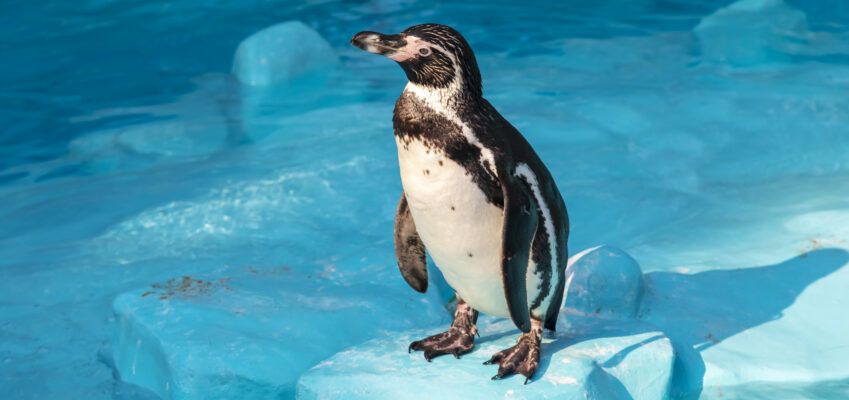 Humboldt penguin